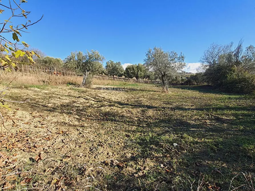 Immagine 7 di Rustico / casale in vendita  in contrada san venanzio a Controguerra