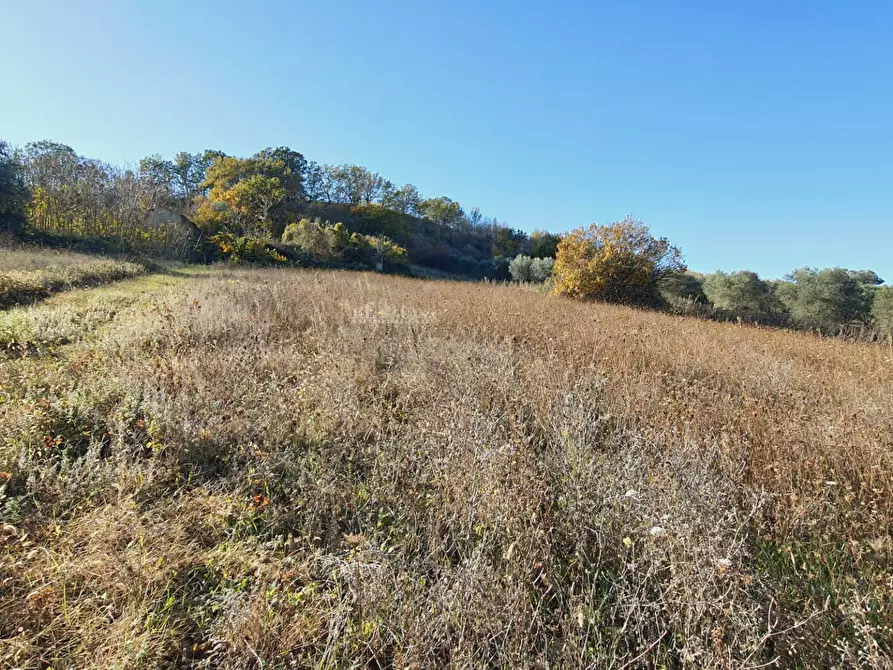Immagine 10 di Rustico / casale in vendita  in contrada san venanzio a Controguerra