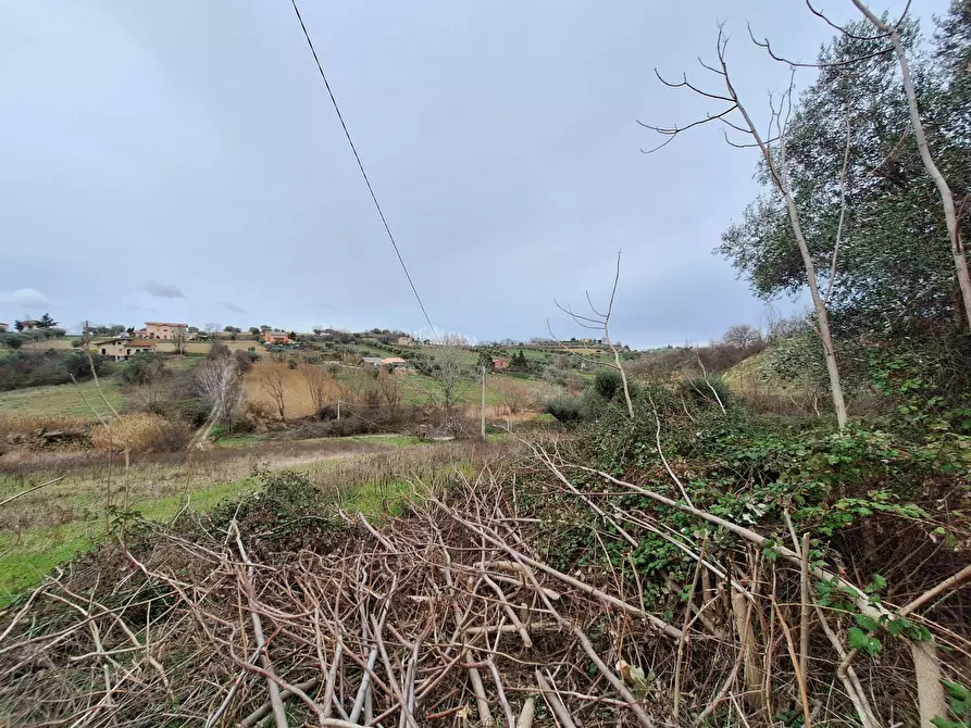 Immagine 14 di Rustico / casale in vendita  in contrada san venanzio a Controguerra