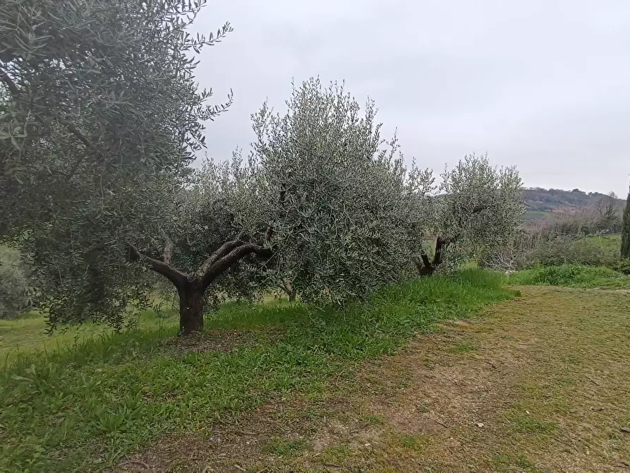 Immagine 4 di Terreno agricolo in vendita  in Via Barbolano a Altidona