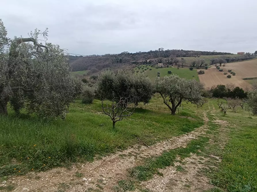 Immagine 5 di Terreno agricolo in vendita  in Via Barbolano a Altidona