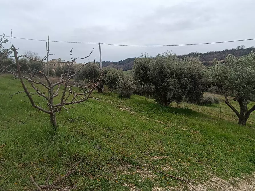 Immagine 7 di Terreno agricolo in vendita  in Via Barbolano a Altidona