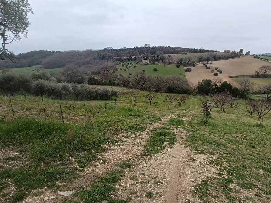 Immagine 8 di Terreno agricolo in vendita  in Via Barbolano a Altidona
