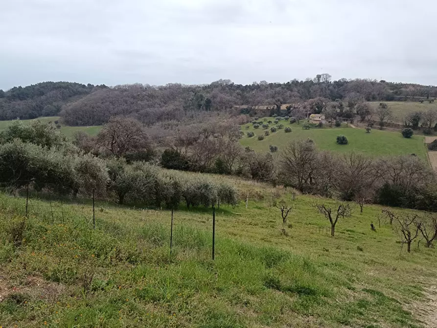 Immagine 14 di Terreno agricolo in vendita  in Via Barbolano a Altidona