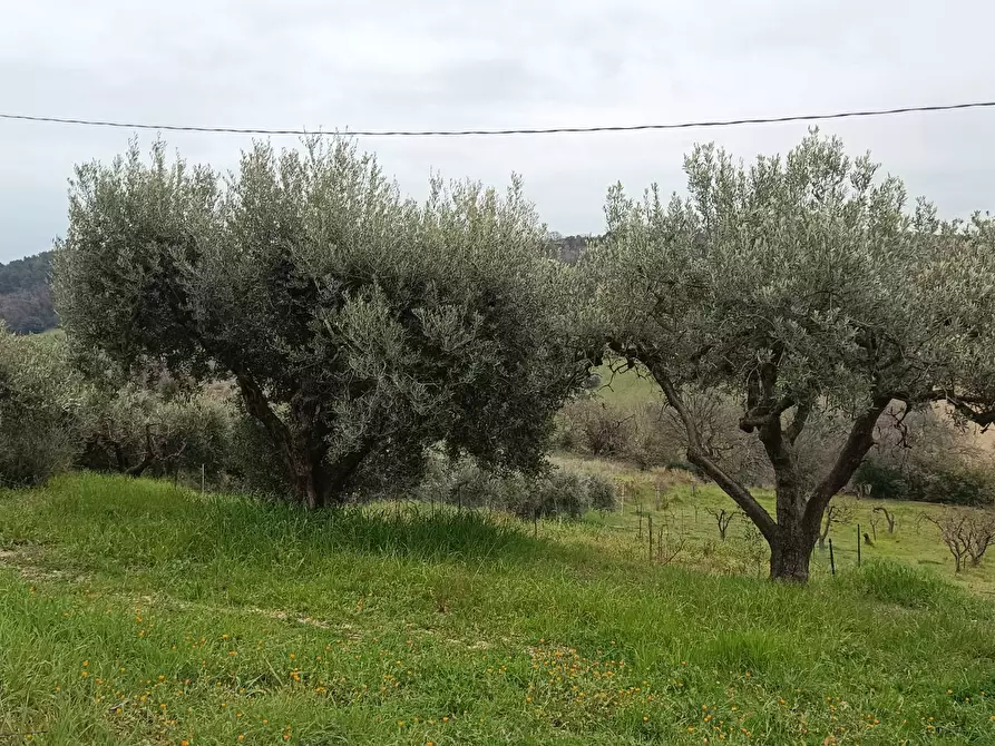 Immagine 16 di Terreno agricolo in vendita  in Via Barbolano a Altidona