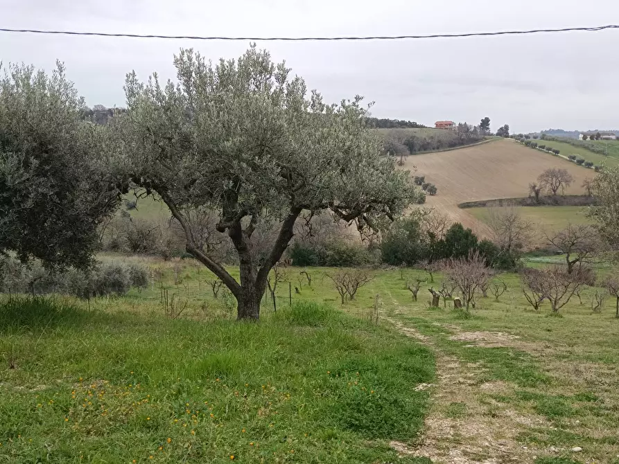 Immagine 17 di Terreno agricolo in vendita  in Via Barbolano a Altidona