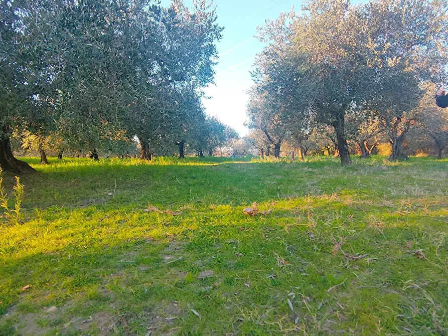 Immagine 4 di Terreno agricolo in vendita  in via dei valloni a Marcellina