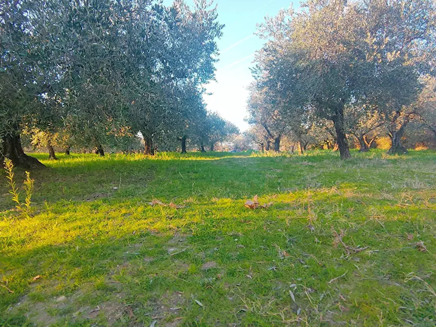 Immagine 5 di Terreno agricolo in vendita  in via dei valloni a Marcellina