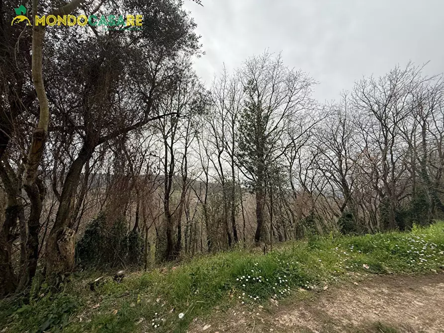 Immagine 7 di Terreno agricolo in vendita  in Località Ferrari a Palombara Sabina