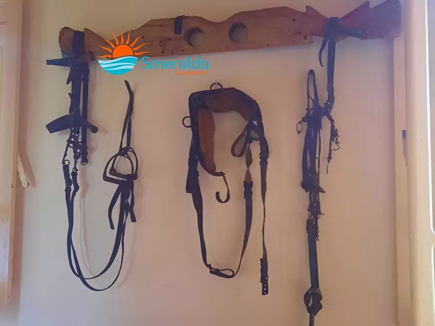 Immagine 18 di Azienda agricola in vendita  a Romana