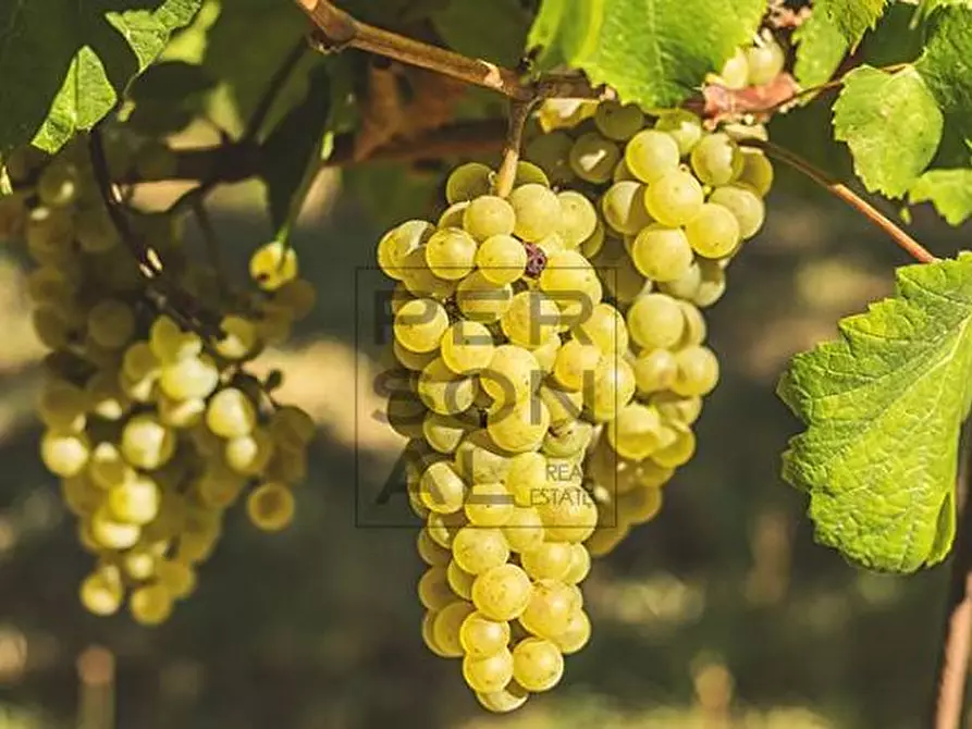 Immagine 2 di Terreno agricolo in vendita  a Dro