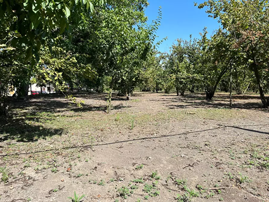 Immagine 2 di Terreno agricolo in vendita  a Poggiomarino