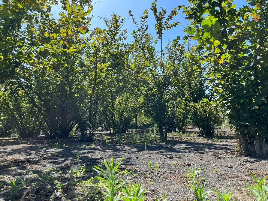 Immagine 4 di Terreno agricolo in vendita  a Poggiomarino