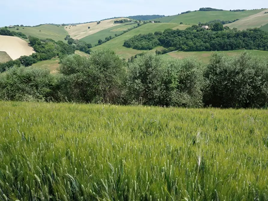 Immagine 1 di Terreno agricolo in vendita  a Fermo