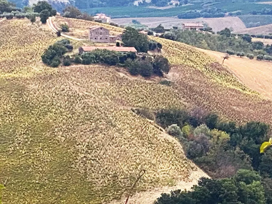 Immagine 3 di Terreno agricolo in vendita  a Carassai