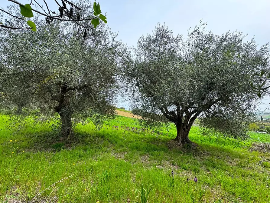 Immagine 9 di Rustico / casale in vendita  a Fermo
