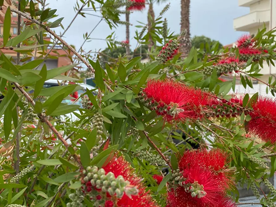 Immagine 10 di Appartamento in vendita  a Porto Sant'elpidio