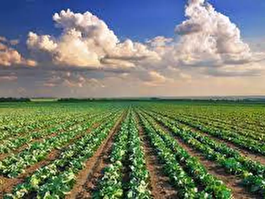 Immagine 1 di Terreno agricolo in vendita  a Fermo