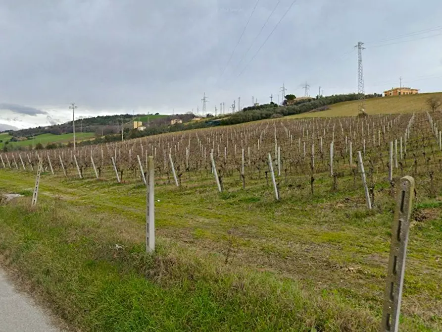 Immagine 2 di Terreno agricolo in vendita  a Fermo
