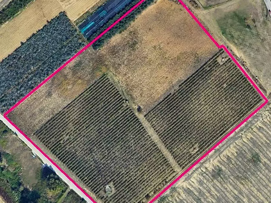 Immagine 3 di Terreno agricolo in vendita  a Fermo