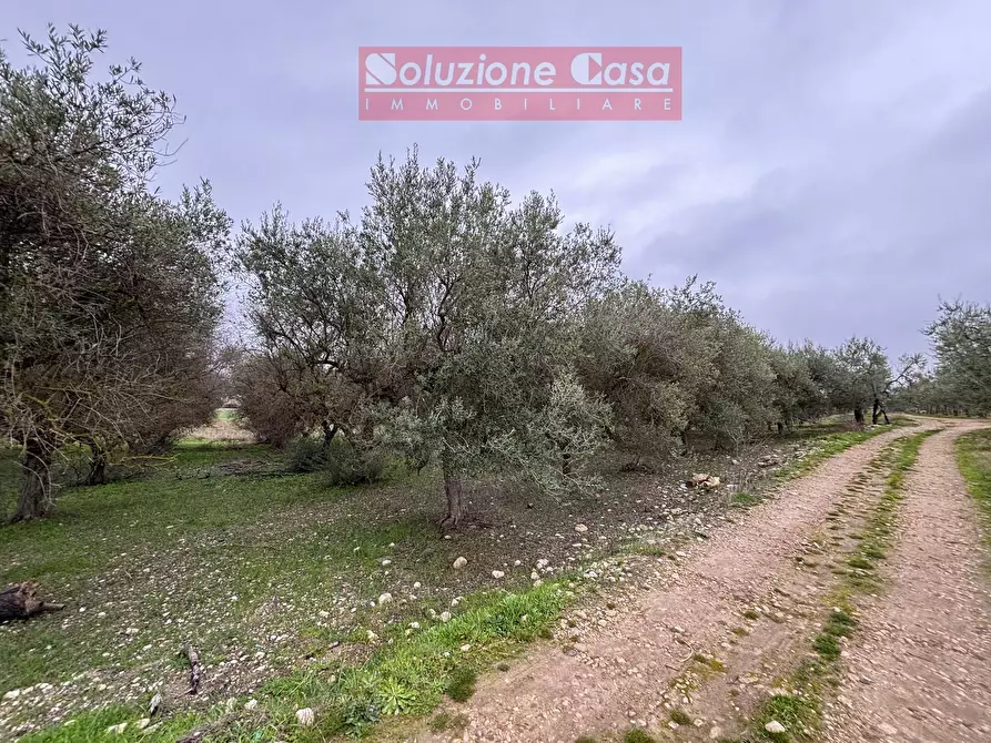 Immagine 4 di Terreno agricolo in vendita  in Strada Provinciale 3 a Canosa Di Puglia