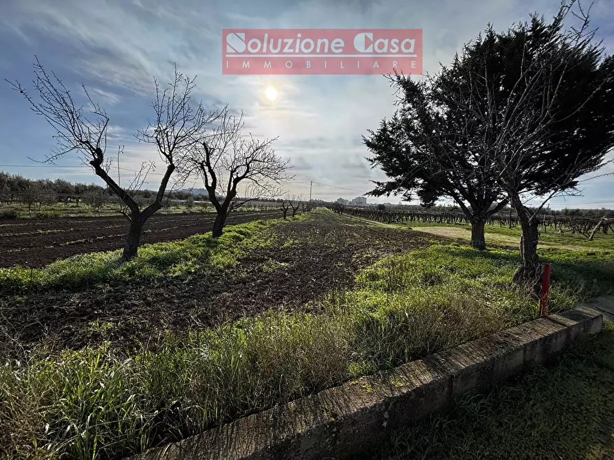 Immagine 2 di Terreno agricolo in vendita  in Contrada Pozzillo a Canosa Di Puglia