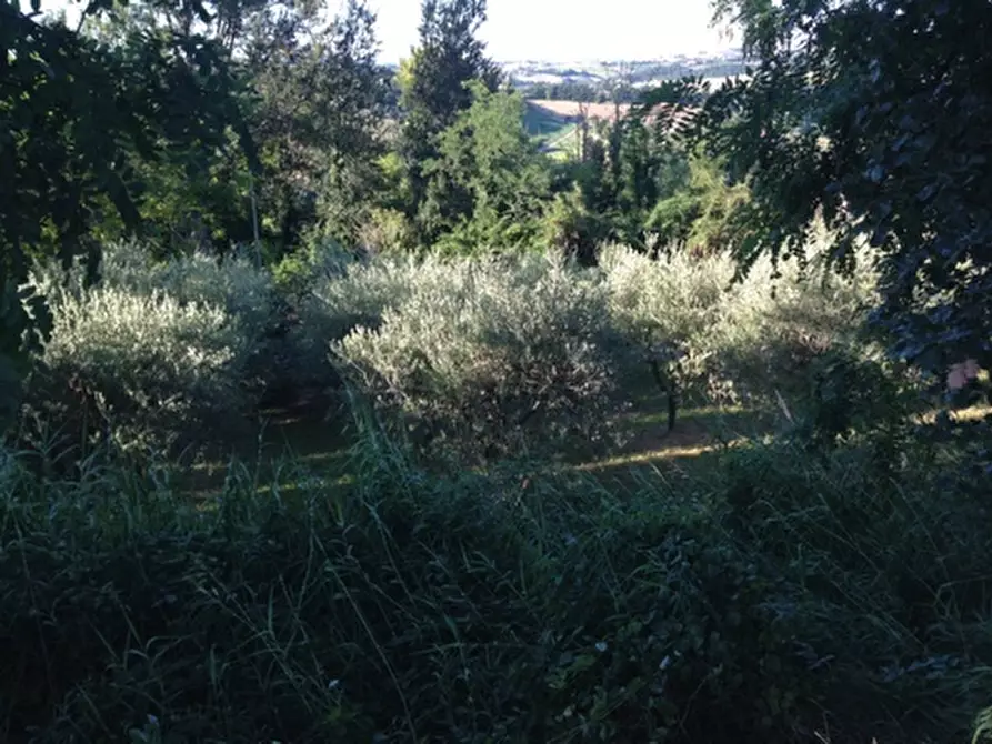 Immagine 4 di Terreno residenziale in vendita  in madonna del popolo a Montegiorgio