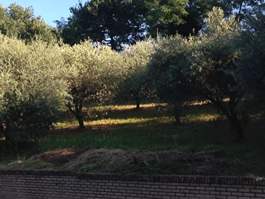 Immagine 2 di Terreno residenziale in vendita  in madonna del popolo a Montegiorgio