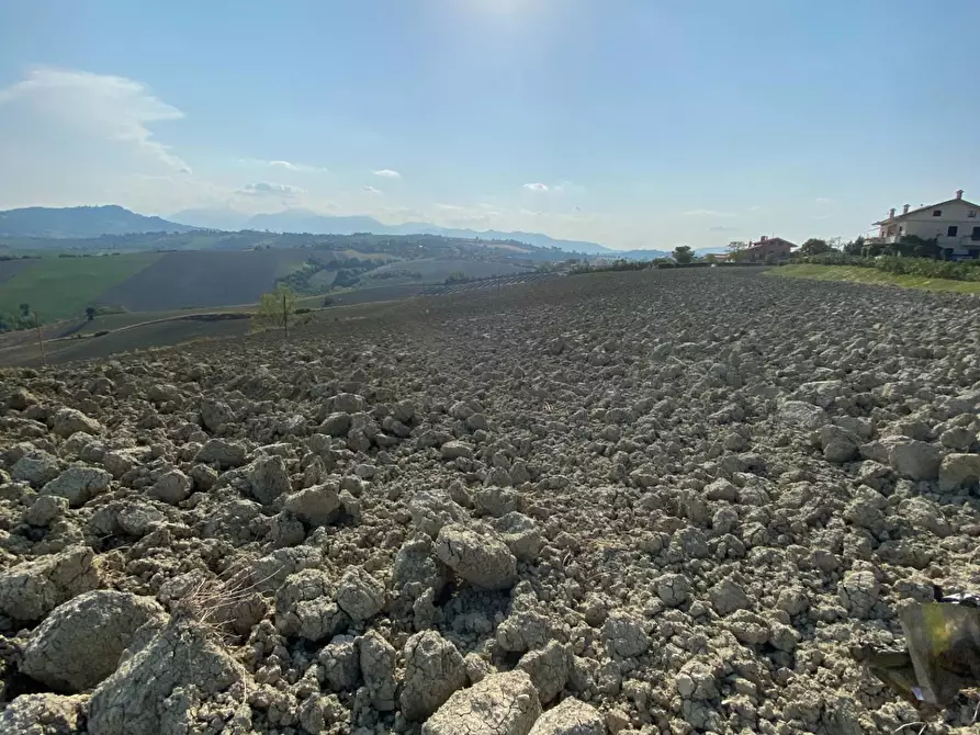 Immagine 2 di Terreno agricolo in vendita  in Via Faleriense a Monte a Falerone