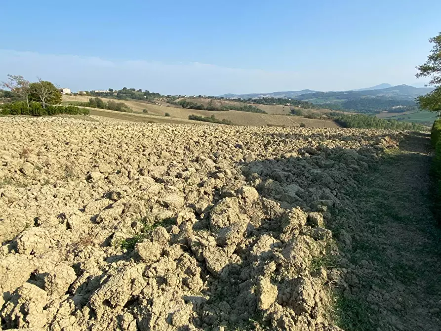 Immagine 8 di Terreno agricolo in vendita  in Via Faleriense a Monte a Falerone