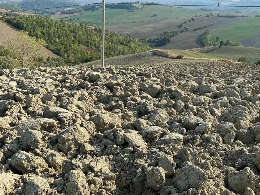 Immagine 9 di Terreno agricolo in vendita  in Via Faleriense a Monte a Falerone