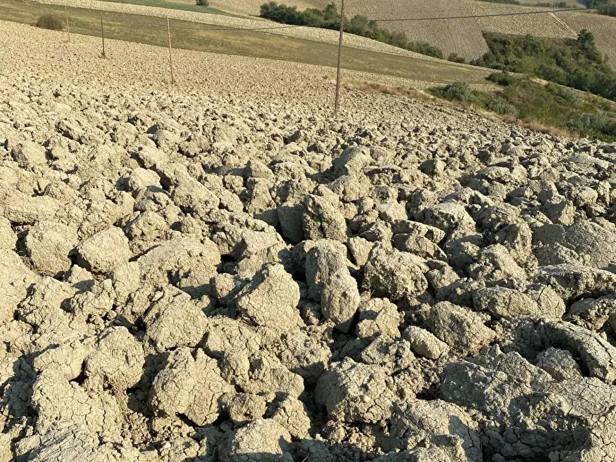 Immagine 10 di Terreno agricolo in vendita  in Via Faleriense a Monte a Falerone