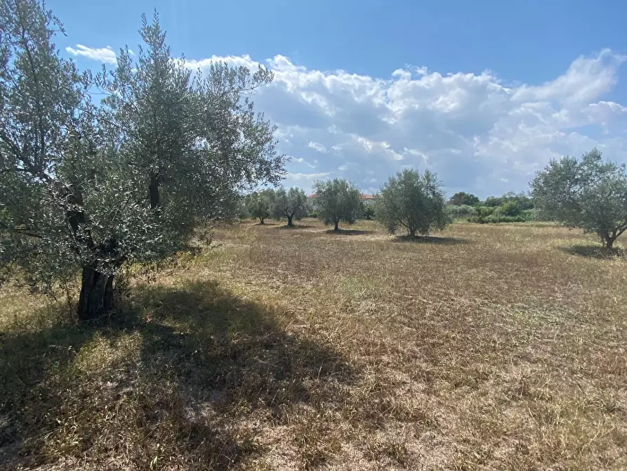 Immagine 1 di Terreno agricolo in vendita  in strada provinciale paludi a Fermo