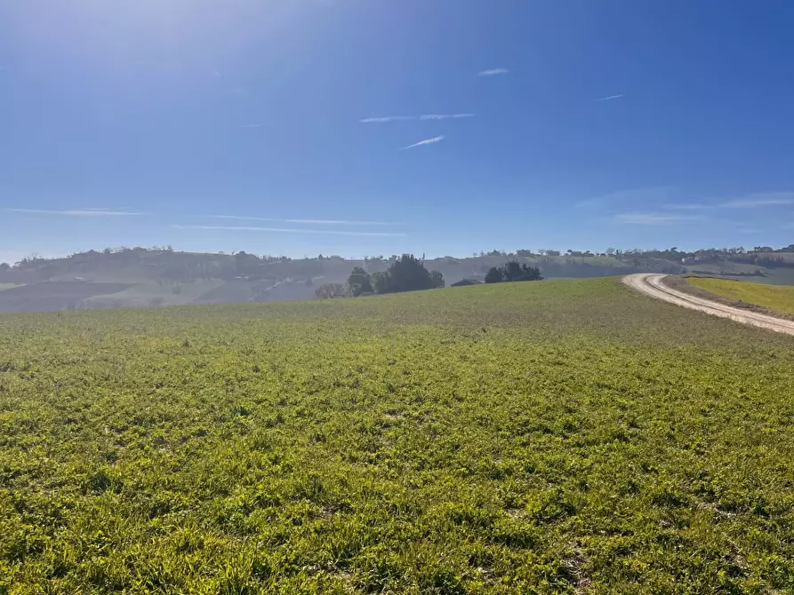 Immagine 2 di Terreno agricolo in vendita  in C.da Montefiore a Recanati