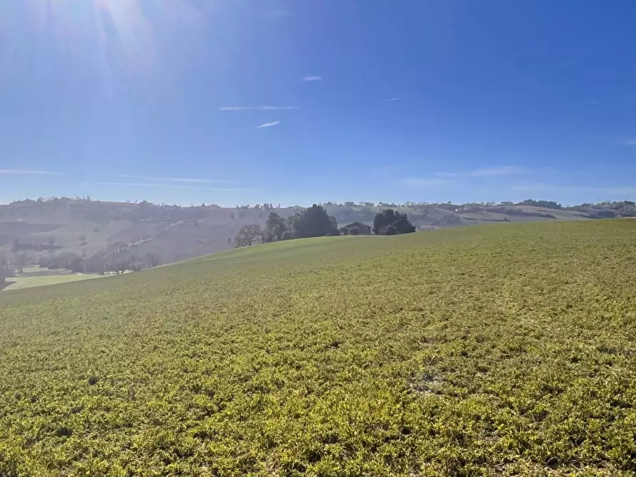 Immagine 4 di Terreno agricolo in vendita  in C.da Montefiore a Recanati