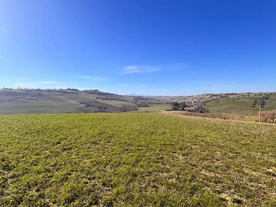 Immagine 8 di Terreno agricolo in vendita  in C.da Montefiore a Recanati