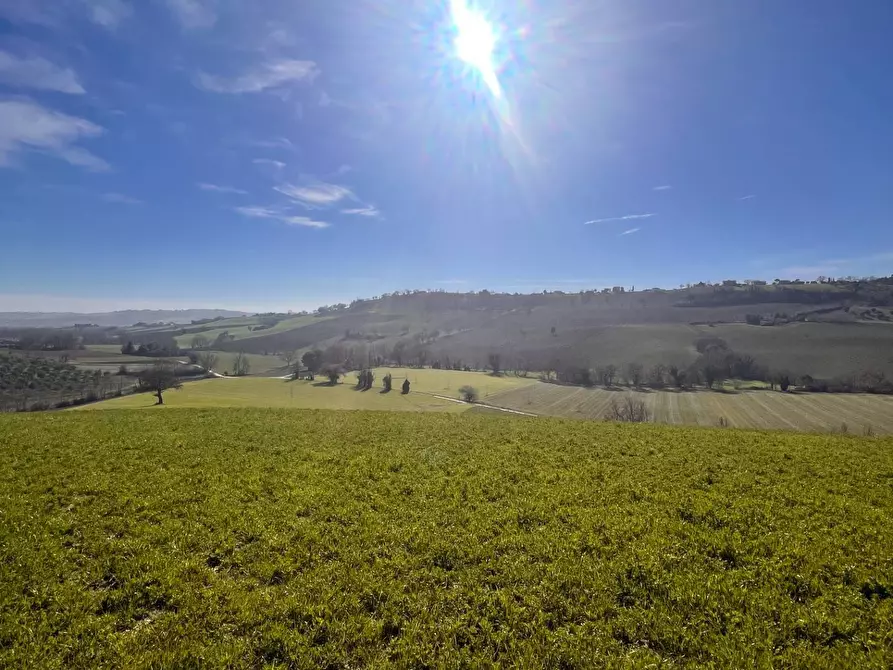 Immagine 9 di Terreno agricolo in vendita  in C.da Montefiore a Recanati