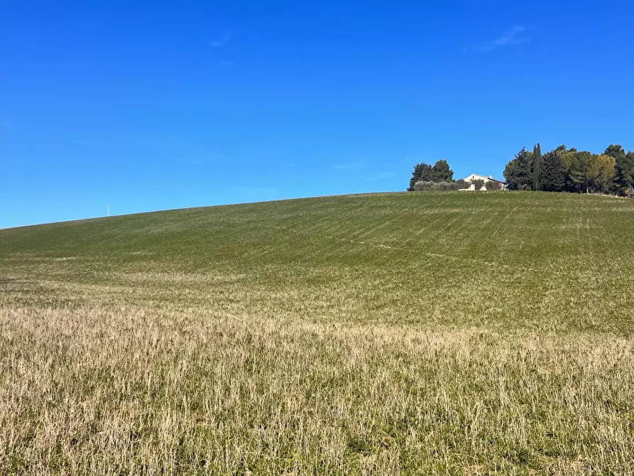 Immagine 10 di Terreno agricolo in vendita  in C.da Montefiore a Recanati