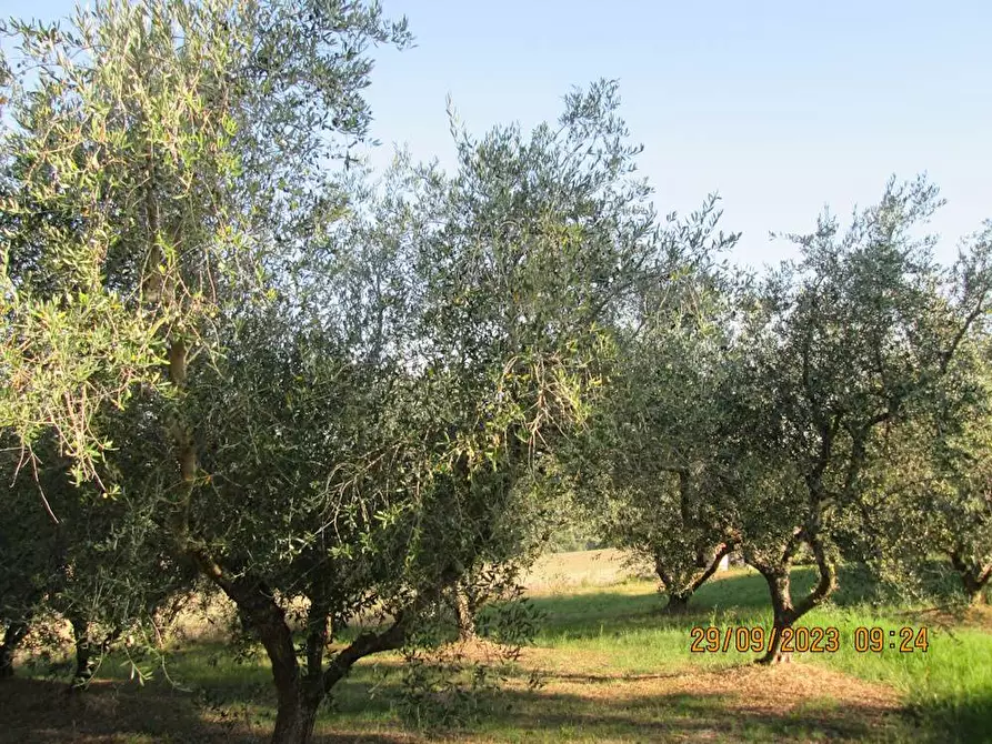 Immagine 8 di Rustico / casale in vendita  in Via Serra a San Marcello