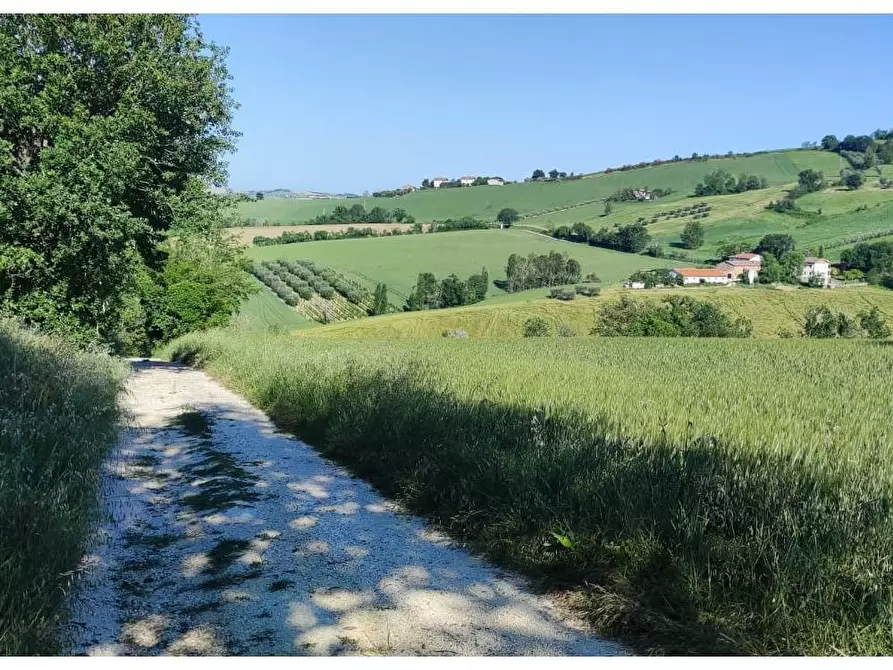 Immagine 4 di Terreno agricolo in vendita  a Serra De' Conti