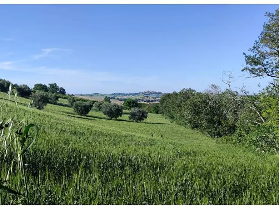 Immagine 5 di Terreno agricolo in vendita  a Serra De' Conti