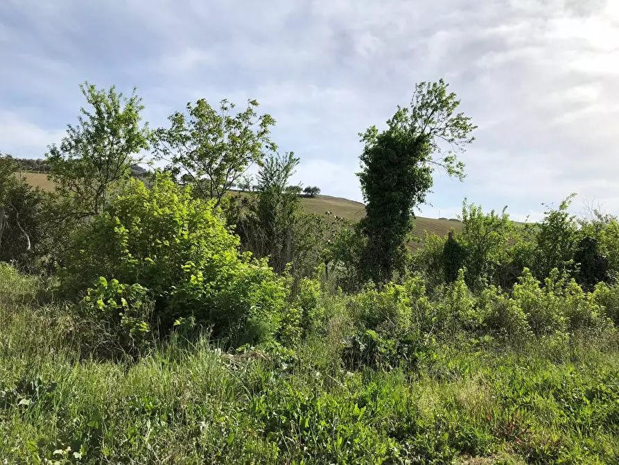 Immagine 30 di Rustico / casale in vendita  in Via Chieti a Castellalto