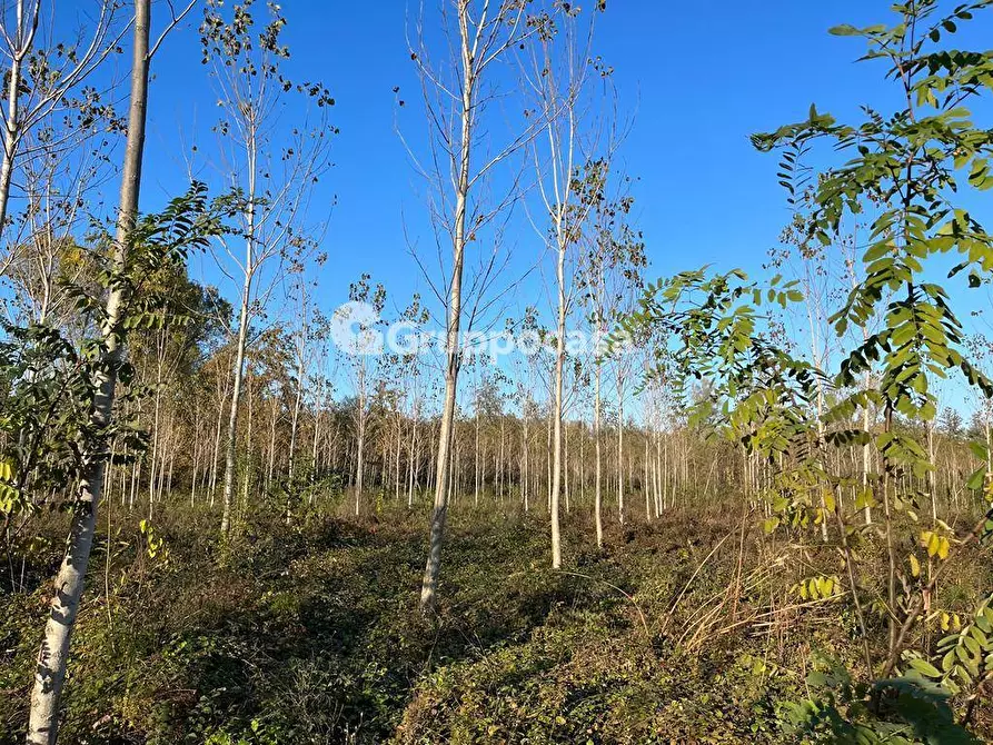 Immagine 19 di Terreno agricolo in vendita  a Magenta