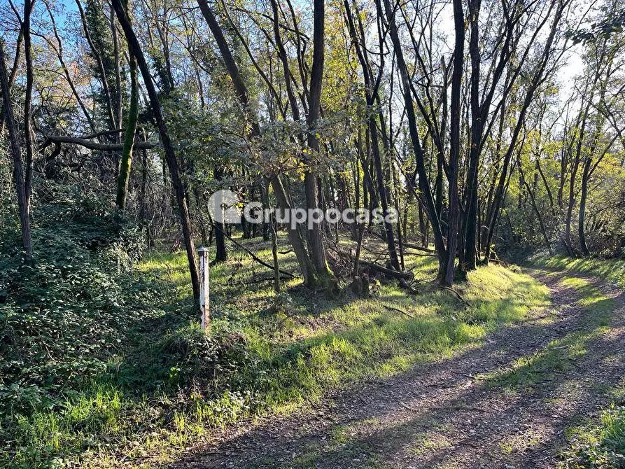 Immagine 4 di Terreno agricolo in vendita  a Magenta