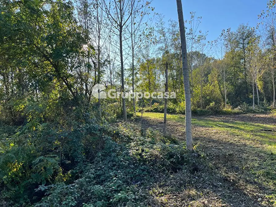 Immagine 9 di Terreno agricolo in vendita  a Magenta