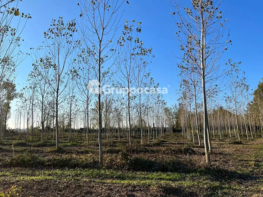 Immagine 12 di Terreno agricolo in vendita  a Magenta