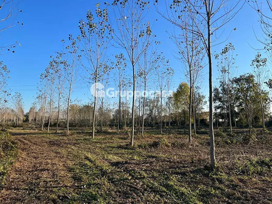 Immagine 13 di Terreno agricolo in vendita  a Magenta