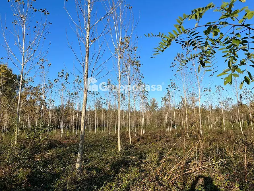 Immagine 15 di Terreno agricolo in vendita  a Magenta