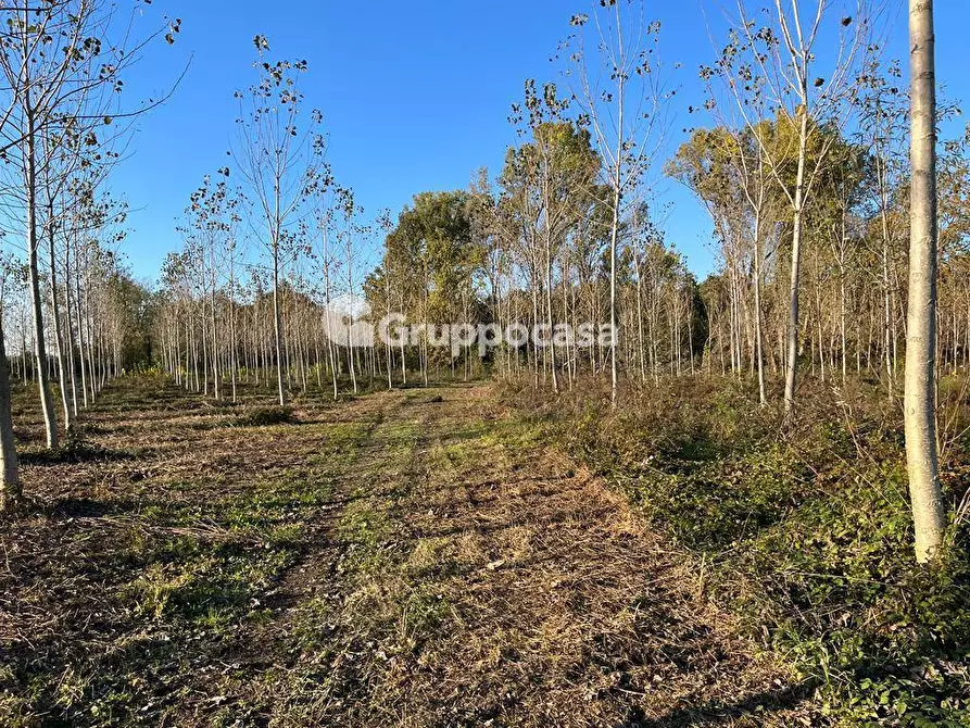 Immagine 16 di Terreno agricolo in vendita  a Magenta