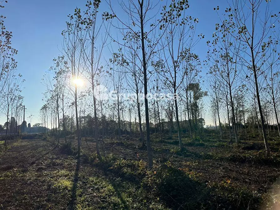 Immagine 17 di Terreno agricolo in vendita  a Magenta